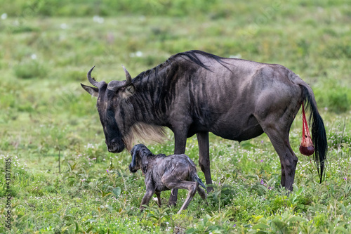 First unsafe steps of a funny baby calf with its wildebeest mother  Ngorongoro Concervation Area  Tanzania  Africa.