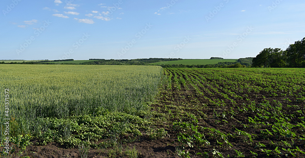 Obraz premium Fields sown with various agricultural crops.