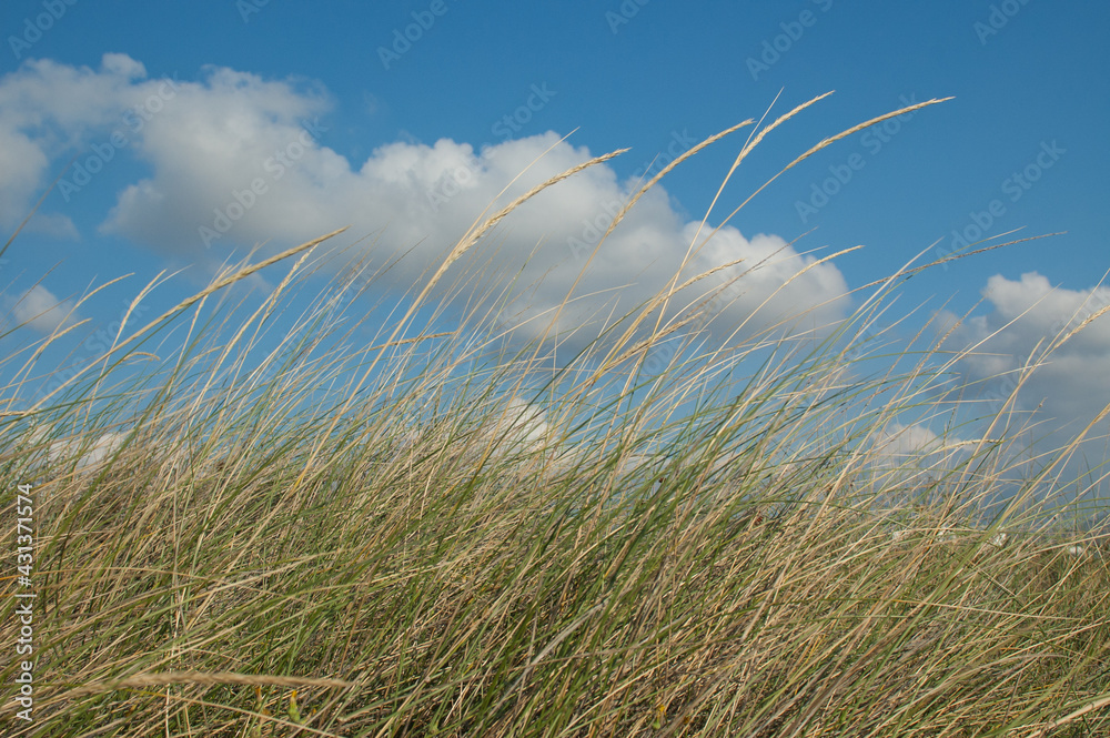 Obraz premium Gras und Wolken