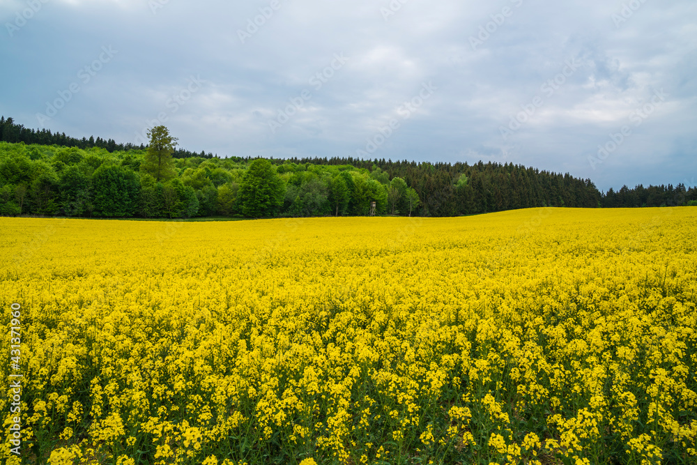 Germany, Yellow blossoms of endless rapeseed field at edge of green forest in swabian jura nature landscape