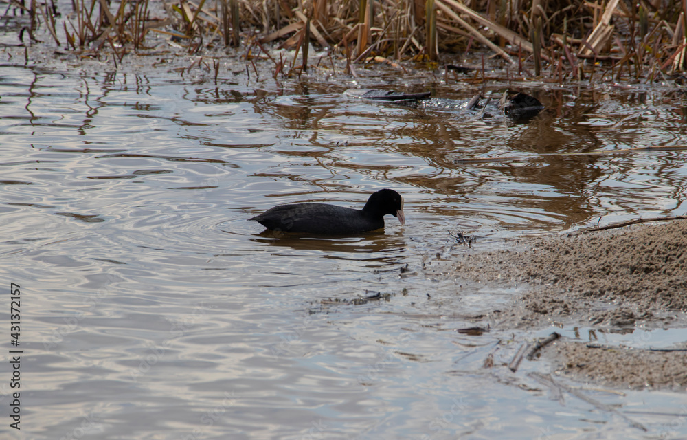 Fototapeta premium duck on the water