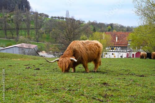 A Scottish Highland cattle grazing in a pasture. An ancient half-timbered house is standing in the background.
