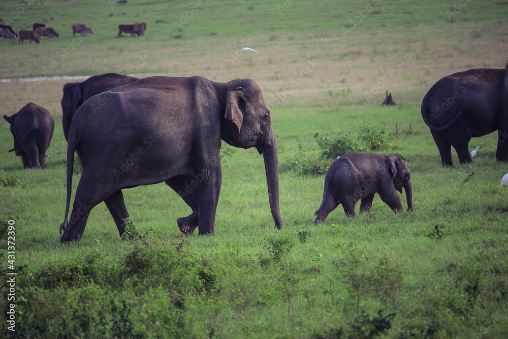 Family of wild elephants, mother and baby, in a Sri Lankan national park