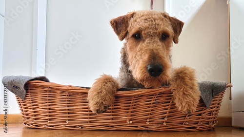 Canvastavla hund im körbchen