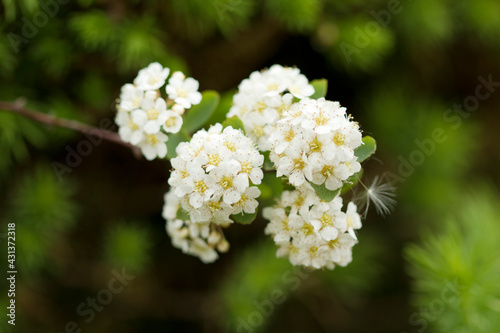 meadowsweet white flowers