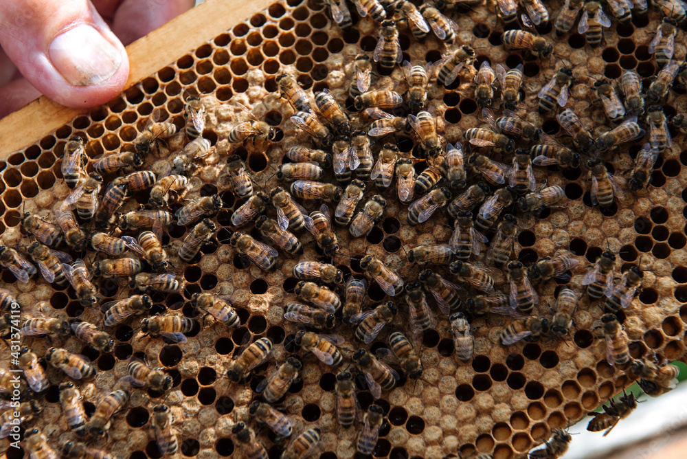Beehive open for inspection by the beekeeper Beehive open for inspection by the beekeeper