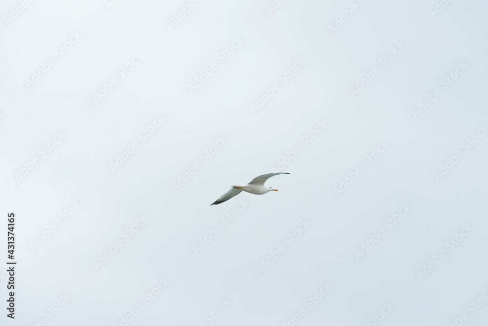 Seagull flies across the frame.