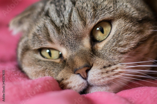 Portrait of a cat lying on a pink blanket.