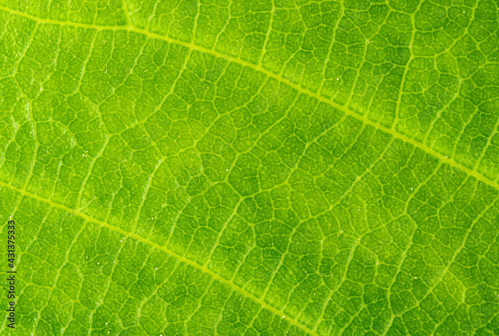 Close-up green leaf texture - macro view of the veins of a leaf - green plant background Close-up green leaf texture - macro view of the veins of a leaf - green plant background