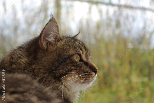 Fotografia A mongrel cat named Chewbacca