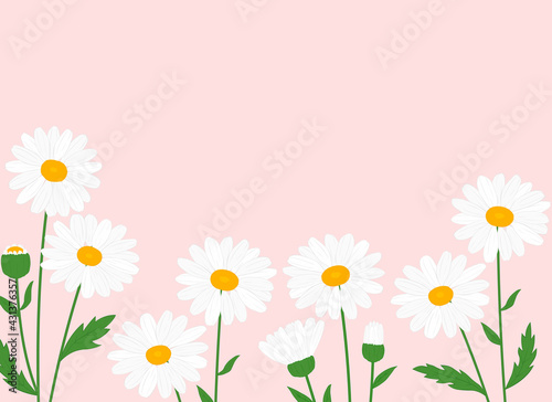 Greeting card daisies flowers vector Illustration