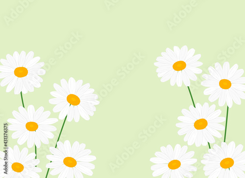 Greeting card daisies flowers vector Illustration