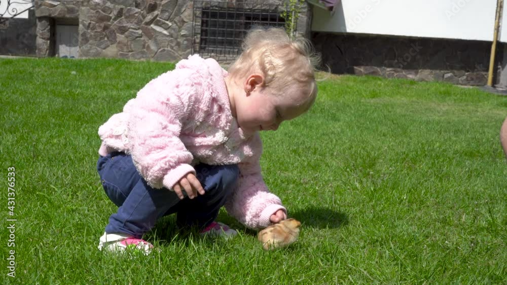 baby with a little chicken,little girl stroking a little chicken on the grass in spring baby with a little chicken,little girl stroking a little chicken on the grass in spring