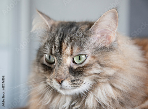 portrait of grey siberian cute cat at home