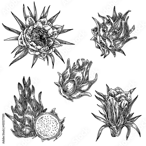 Fototapeta Naklejka Na Ścianę i Meble -  Set of flowers and fruits of pitaya. Sketch. Engraving style. Vector illustration. 