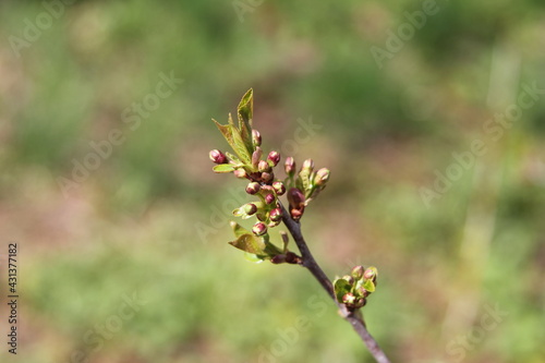 cherry branch with budding flower buds