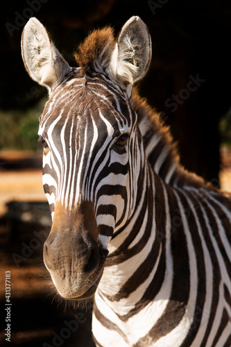 Zebra portrait beautiful standing