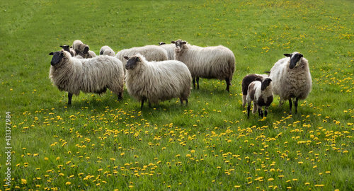 Flock of sheep, ewes and lambs, of the old Dutch breed Schoonebeek heath sheep, in a meadow full of yellow Dandelion flowers
