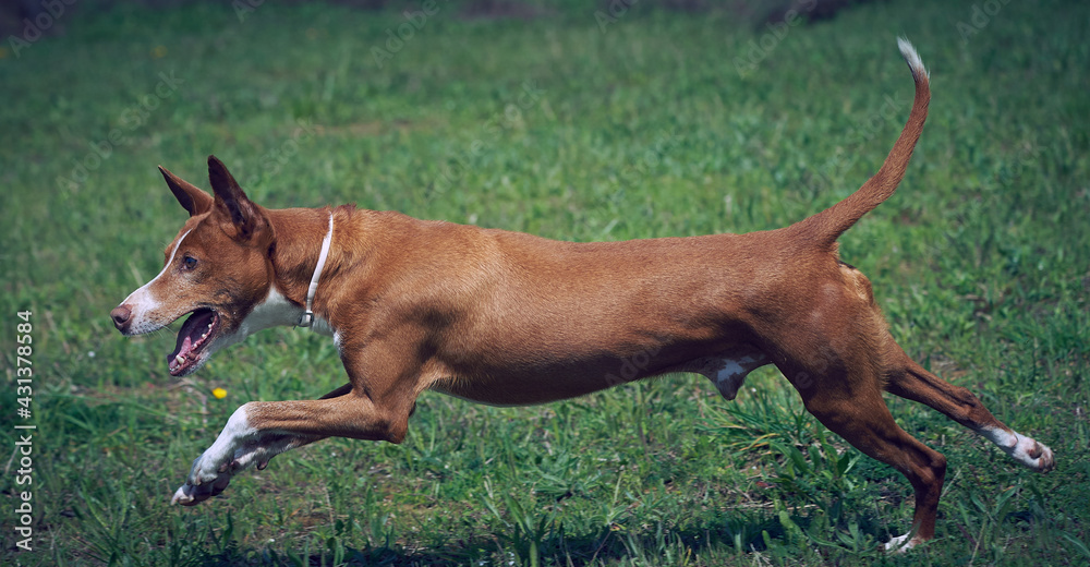 podenco andaluz macho corriendo, jugando y posando en un parque podenco andaluz macho corriendo, jugando y posando en un parque