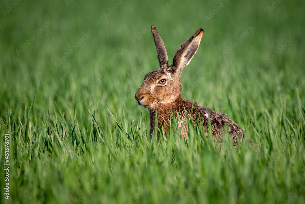 Common hare