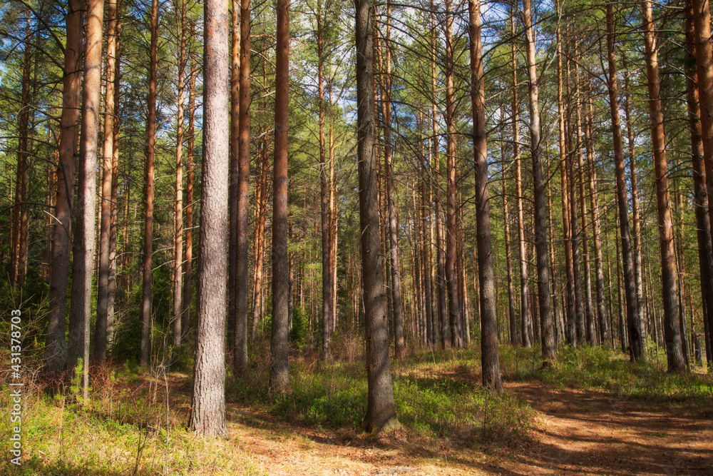 Pine forest with the sun. Landscape with trees in the forest. Pine forest with the sun. Landscape with trees in the forest.