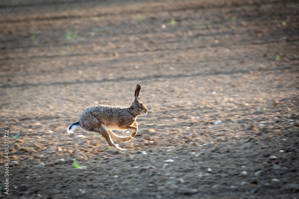 Common hare