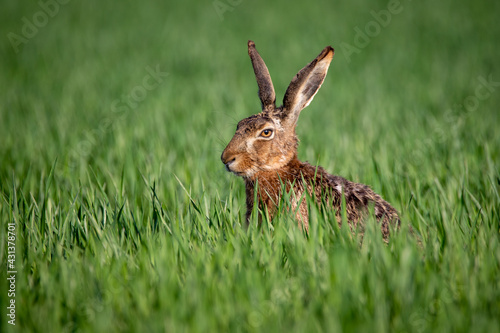 Obraz na płótnie Common hare w salonie