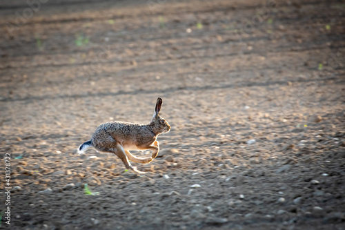 Obraz na płótnie Common hare w salonie