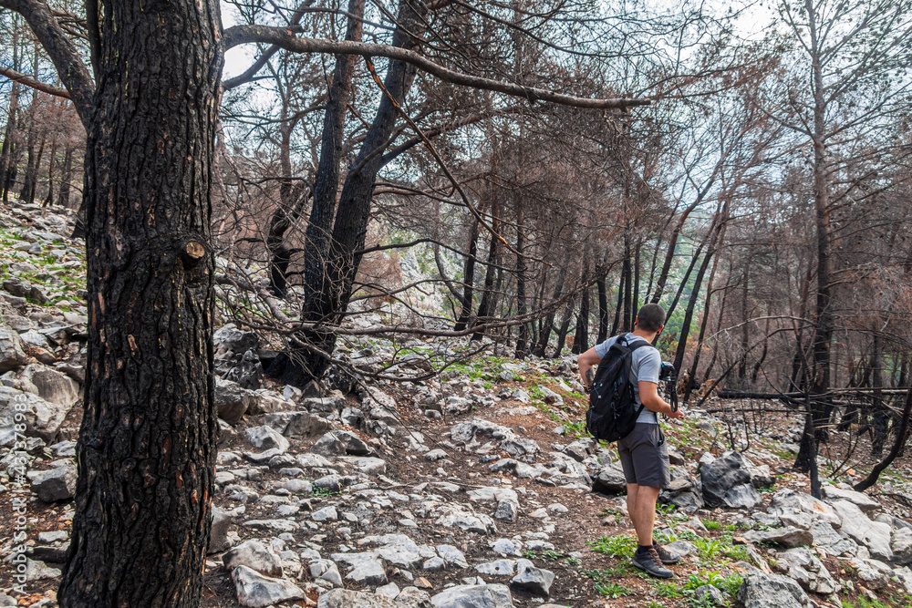 Hiker walking through a burned forest. Hiker walking through a burned forest.