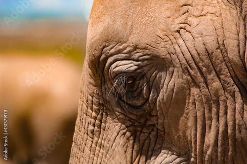 Elephant Close Up Face Profile