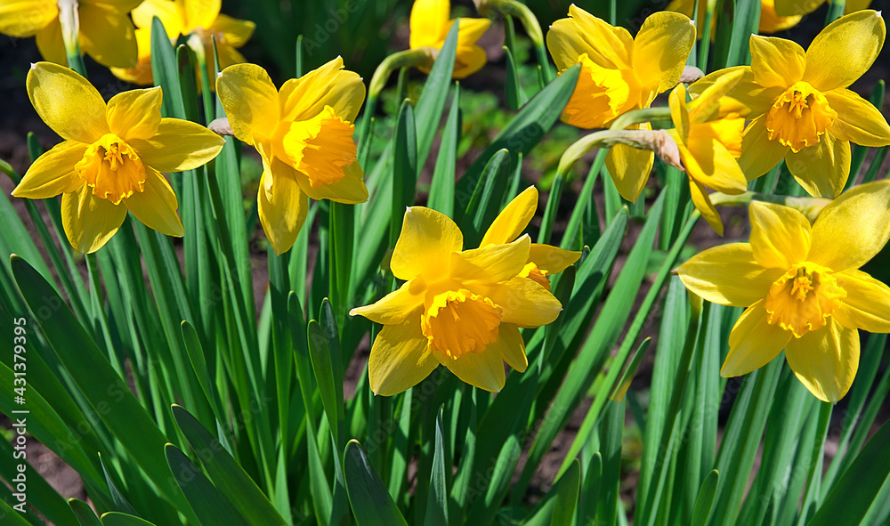 Yellow blooming narcissus Yellow blooming narcissus