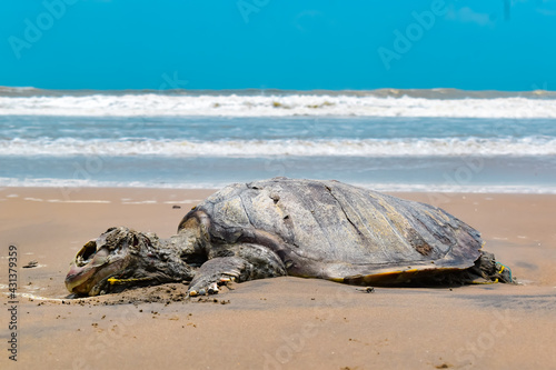 TORTOISE died in INDIAN OCEAN. Sad to share, in the Indian Ocean Tortoise (turtle), swam to shore and died on the shore.