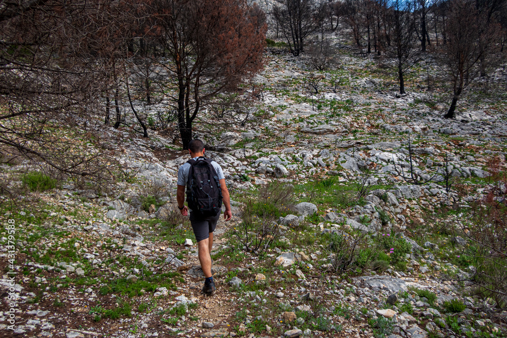 Hiker walking through a burned forest. Hiker walking through a burned forest.