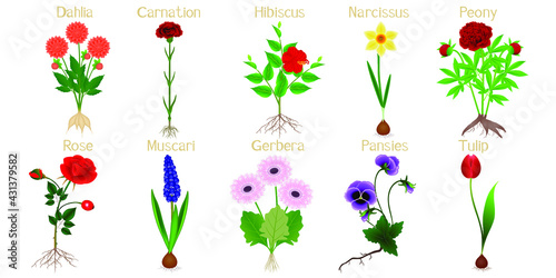Set of flowers with roots on a white background.