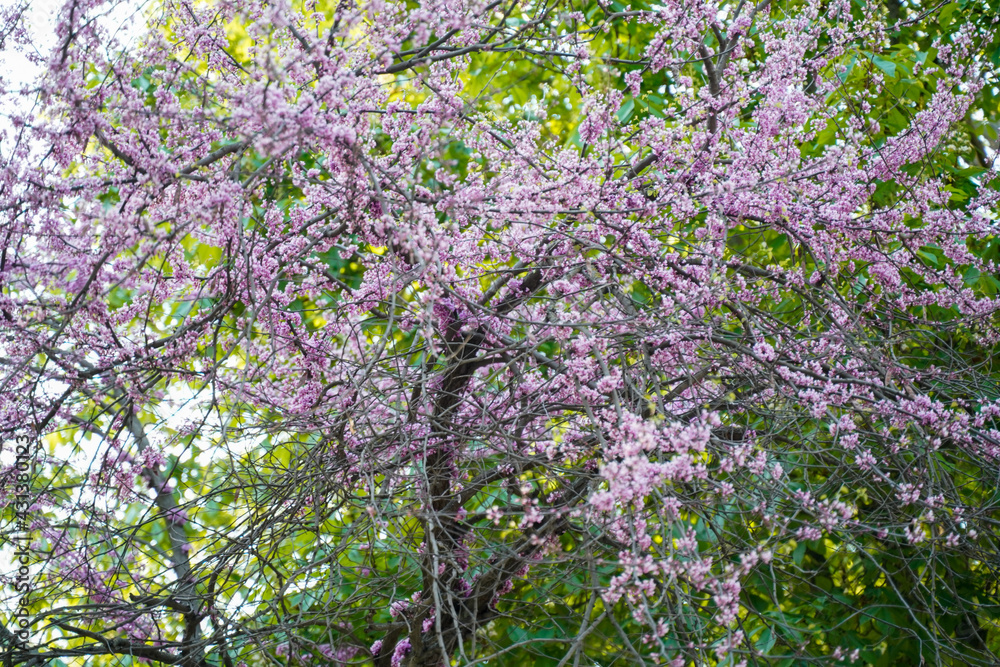 Beautiful tree blooming in spring with purple buds