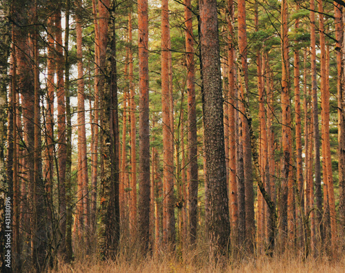 Natural background of pine trees forest