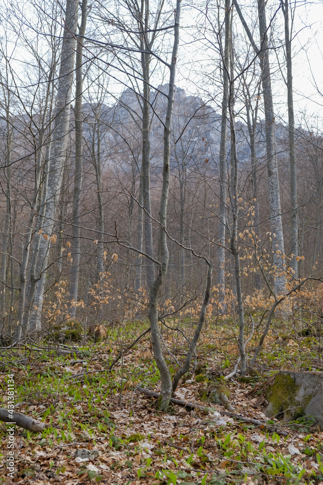 Obraz premium Vertical landscape of the forest in the mountain in spring