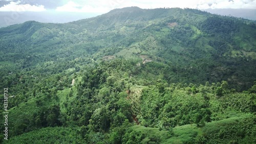 forest in the mountains