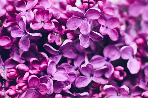 Beautiful spring lilac texture background