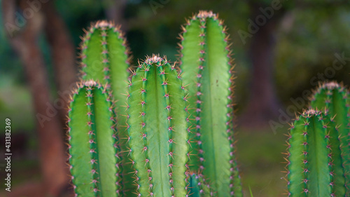 Throny Cactus plant in group
