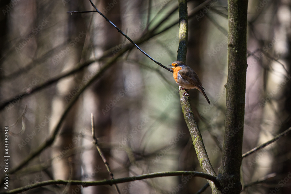 The European robin , known simply as the robin or robin redbreast i is a small insectivorous passerine bird that belongs to the chat subfamily of the Old World flycatcher family. The European robin , known simply as the robin or robin redbreast i is a small insectivorous passerine bird that belongs to the chat subfamily of the Old World flycatcher family.