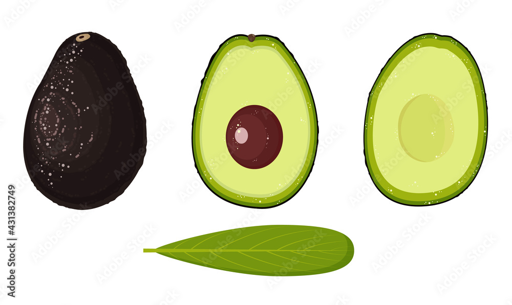 Set of isolated avocado fruit. Whole and cut in half avocado with pit. Vector illustration Set of isolated avocado fruit. Whole and cut in half avocado with pit. Vector illustration