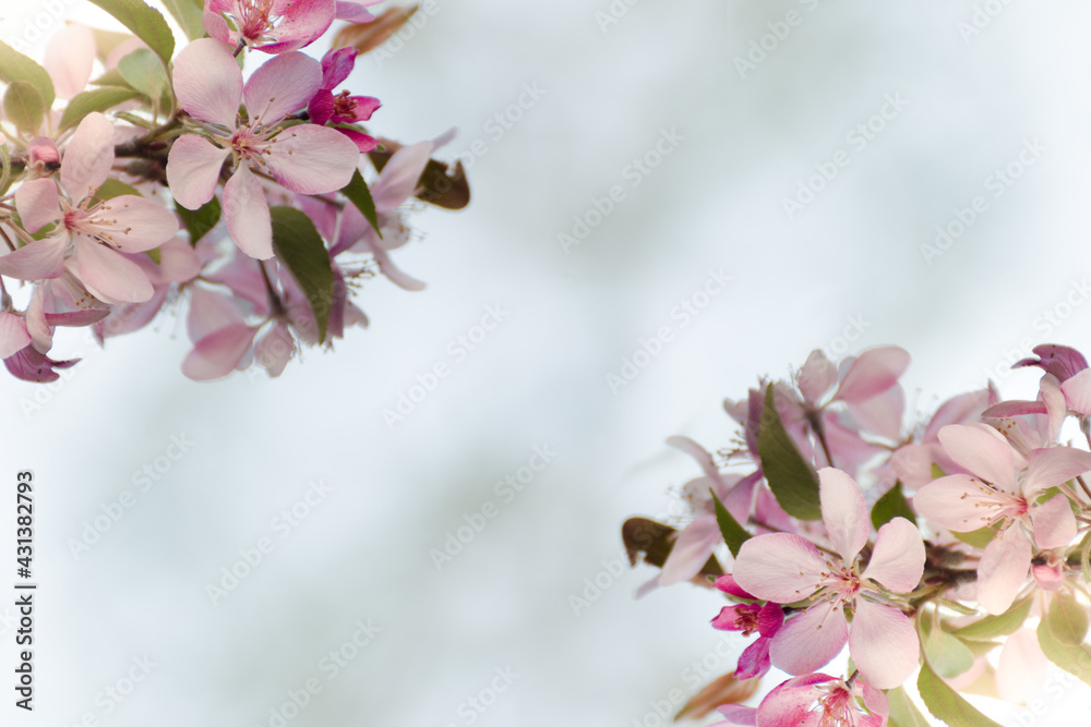 Obraz premium Selective focused macro photo of pink apple tree blossom against blurred background. Spring seasonal c background