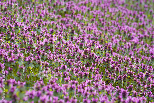 Lamium purpureum, known as red dead-nettle, purple dead-nettle, or purple archangel. A flowering plant as a background. Place for text.