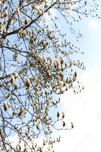 blooming gardens, magnolia blooming in the world