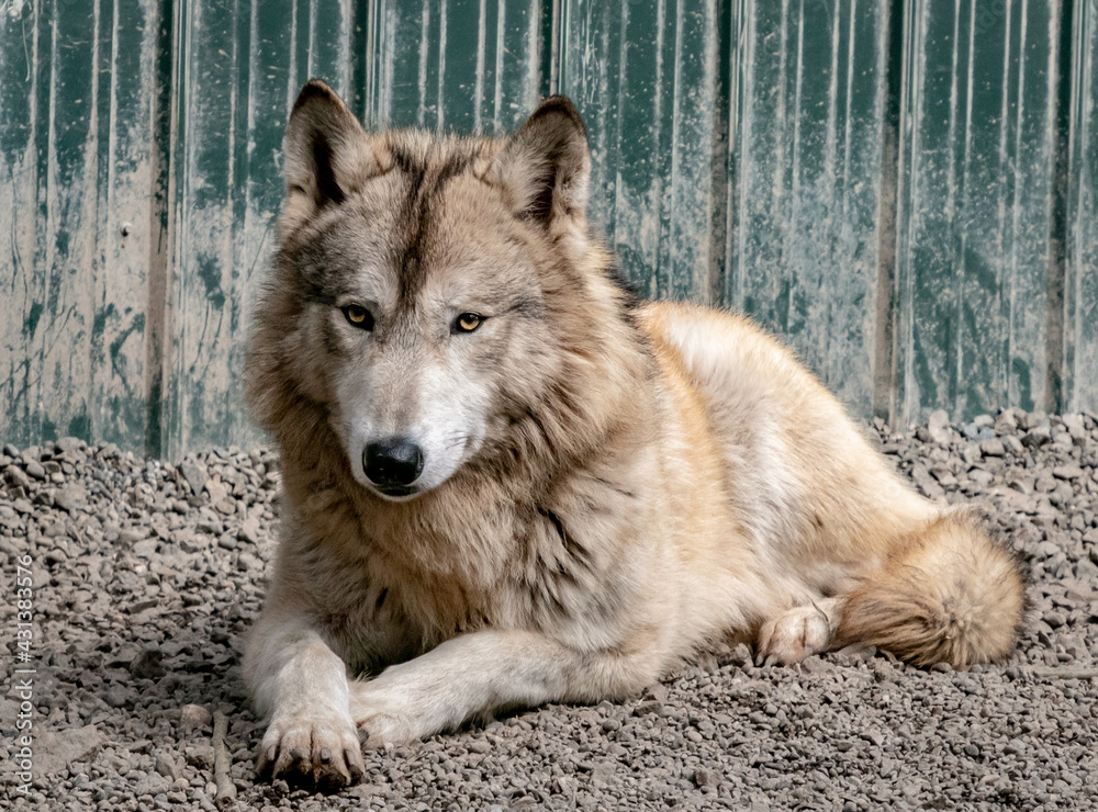 Obraz premium Wolf Portrait