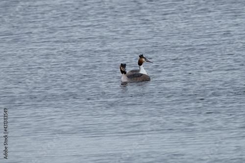 Great crested Grebe in the Weerribben the Netherlands.