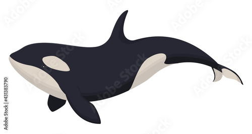 Vector hand drawn isolated killer whale. For t-shirt design, poster design, invitations, greeting cards, posters.