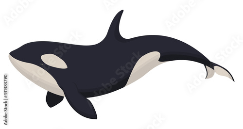 Vector hand drawn isolated killer whale. For t-shirt design, poster design, invitations, greeting cards, posters.