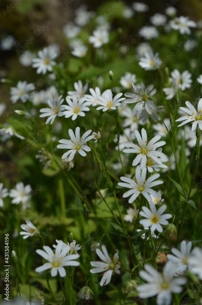 Weiße Blumen Weiße Blumen